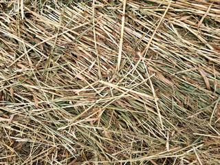 Mown wheat field. Texture of cut straw. Background image. Selective focus