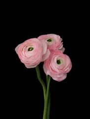 pink ranunculus flowers over the black wall, black background 