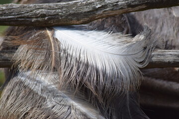 Close up of a ostrich feather