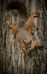 squirrel on a tree