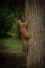 squirrel on a tree