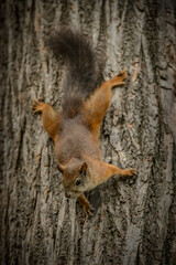 squirrel in the park