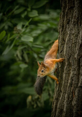 squirrel on a tree