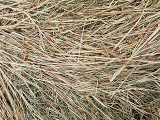 Mown wheat field. Texture of cut straw. Background image. Selective focus