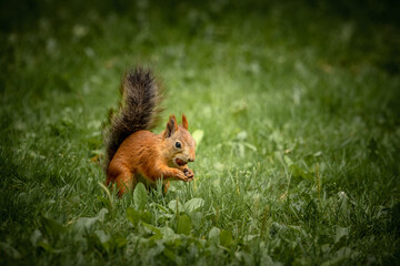 squirrel in the forest