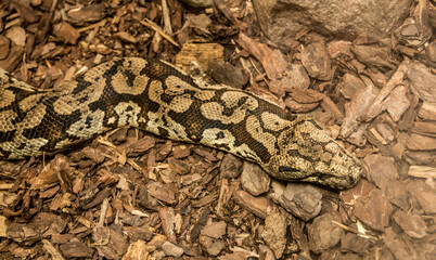 the head and initial body section of a boa snake
