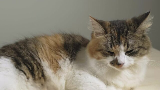 Sliding shot of beautiful calico, tabico cat peacefully sleeping and listening around, slowly breathing. 50 fps, mid shot.