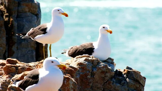 Three kelp gulls  Larus dominicanus on rocks of coastline in sea breeze yawning