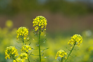 yellow rapeseed blossom in the field close-up