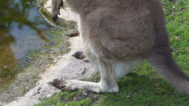 Legs and head of baby kangaroo peaking out from mothers pouch - Close up of lower body of adult kangaroo standing close to lake edge