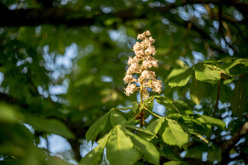 white inflorescence of the horse chestnut against the background of its crown with leaves, Aesculus hippocastanum - obrazy, fototapety, plakaty