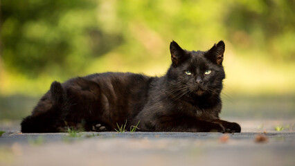 black cat lying and resting on the asphalt road