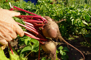 Green leaves beet on the bed. Harvest concept. Beets in the garden.