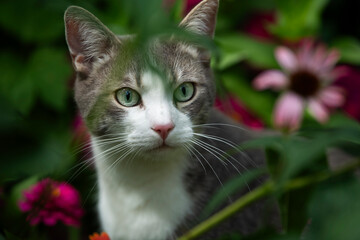 Young tabby cat in nature background