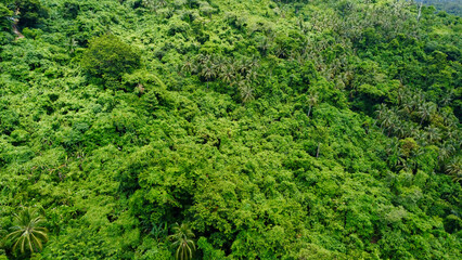 Fototapeta premium Green background of leaves on tree branches. Green foliage texture. Aerial view of treetops in the jungle.