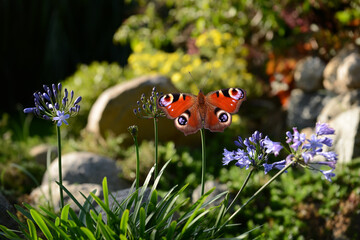 Schmetterling 1123 © K.-U. Häßler