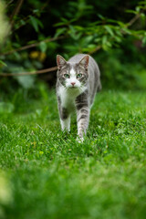 Young tabby cat in nature background