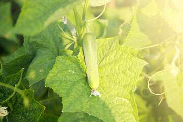 Beautiful green cucumber harvested from the garden