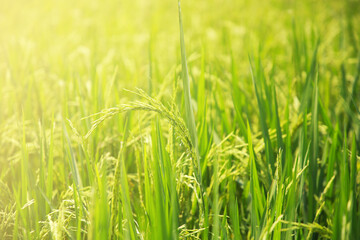 The rice fields of agriculture that are blooming long beautiful green