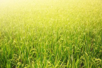 The rice fields of agriculture that are blooming long beautiful green