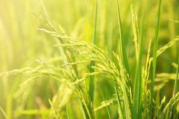 The rice fields of agriculture that are blooming long beautiful green