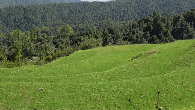 Landscape with green grass and mountains