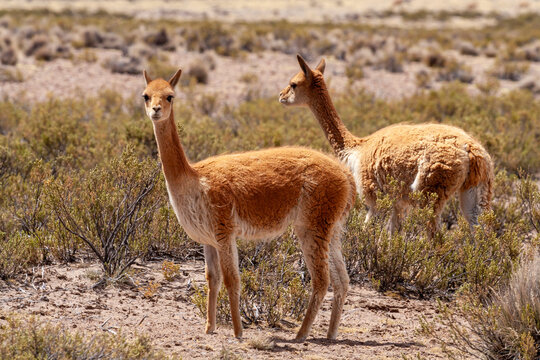 Vikunja (Vicugna vicugna),Nationalreservat Las Vicu&ntilde;as,Altiplano,Chile,S&uuml;damerika