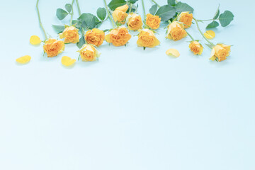 yellow roses on green paper background