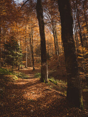 forest in autumn, gold foliage on the ground, light of sun through the trees. Golden hour in the nature, seasonal landscape. autumn hiking