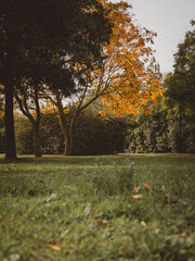 seasonal fall foliage, autumn in a urban park, no people. autumn scene, golden leaves on trees, green grass
