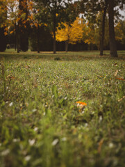 seasonal fall foliage, autumn in a urban park, no people. autumn scene, golden leaves on trees, green grass