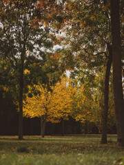 seasonal fall foliage, autumn in a urban park, no people. autumn scene, golden leaves on trees, green grass