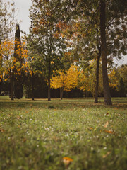 seasonal fall foliage, autumn in a urban park, no people. autumn scene, golden leaves on trees, green grass