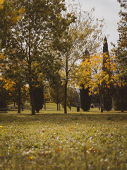 seasonal fall foliage, autumn in a urban park, no people. autumn scene, golden leaves on trees, green grass