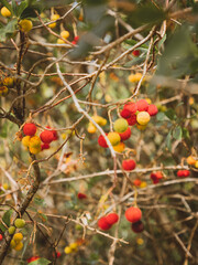 seasonal fall flowering, branch with yellow and red fruits. autumn scene, gold seasonal color