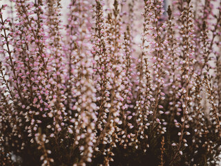 Heather flowers close up, beautiful pink flowers background. evergreen heather blossoms. shallow depth of field, blurred background.