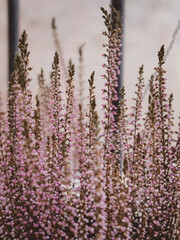 Heather flowers close up, beautiful pink flowers background. evergreen heather blossoms. shallow depth of field, blurred background.