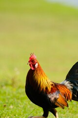 A rooster standing on the grass