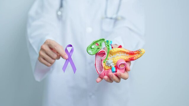 Doctor holding Purple ribbon with human Pancreas model for support Pancreatic cancer November awareness month, Pancreatitis, Digestive system, World Cancer day and Health concept