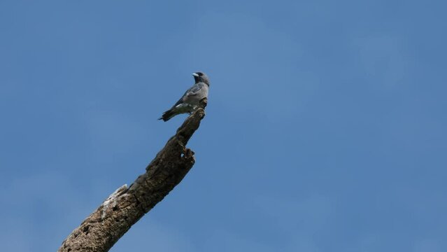 Looking around the vast savanna, the Ashy Woodswallow Artamus fuscus is perching on top of a bare branch in a wildlife sanctuary in Thailand.