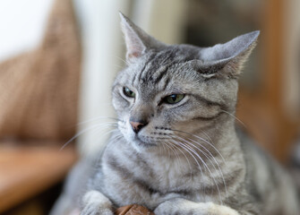見つめる猫　サバトラ猫