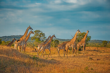 Wild African giraffes at sunrise
