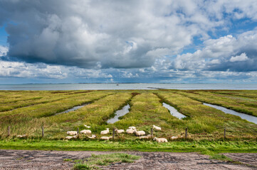 Fototapeta na wymiar Wattenmeer Landschaft auf der Nordseeinsel Amrum mit dramatischem Himmel im Vordergrund eine Schafsherde