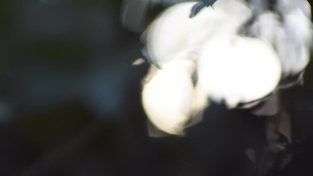 Cinematic footage offers exquisite bokeh effects as sunlight filters through hibiscus leaves, providing a perfect introductory sequence for a streaming movie series.