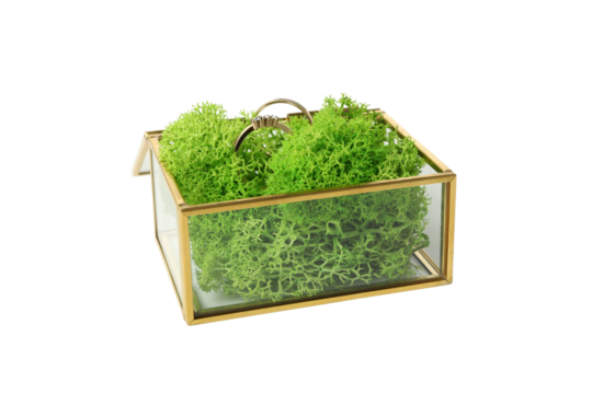 PNG, wedding traditional wedding rings in a box, isolated on white background.