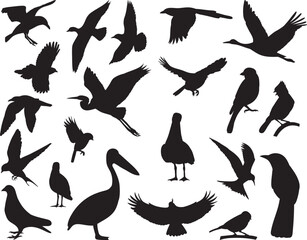 set of birds of different breeds silhouette on a white background,vector