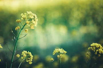 神秘的な光の中の菜の花