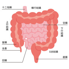 小腸・大腸のイラスト