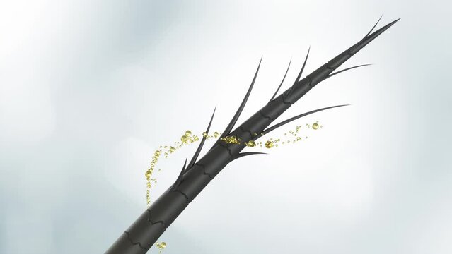 Nourish hair of shampoo or serum. Hair Split Ends, Cosmetic Repair Damaged Hair concept.