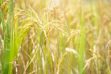 Close-up view of rice grains in a rice ear Beautiful golden fields and ears of rice before harvest